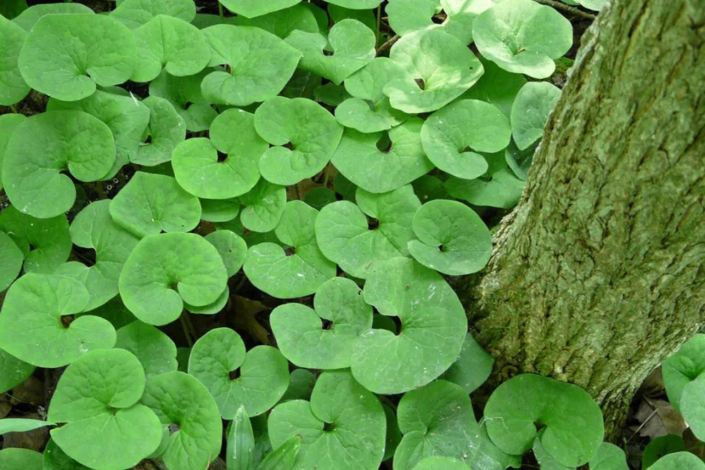 Wild Ginger (Asarum canadense) - PREMIUM